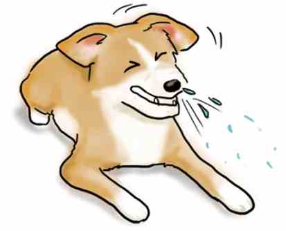 狗狗打噴嚏