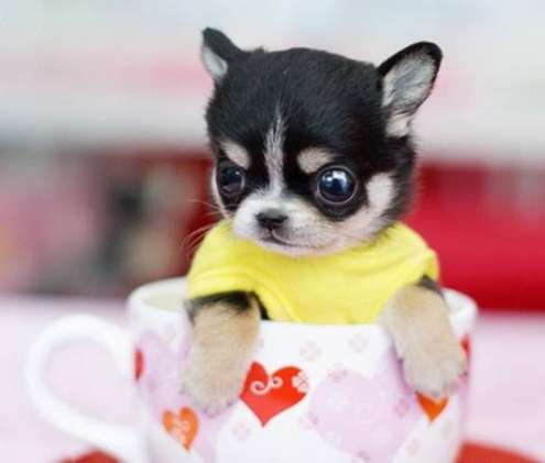 茶杯犬多少钱一只