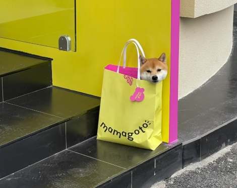 柴犬睡眠時間 柴犬睡眠時間