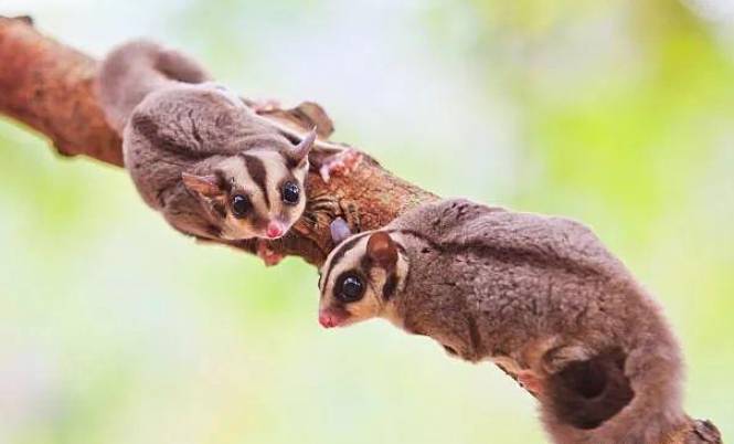 蜜袋鼯交配行為 蜜袋鼯交配行為