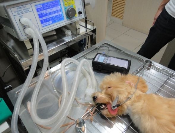 狗狗結紮後吃什麼？獸醫推薦飲食指南與常見問題解答