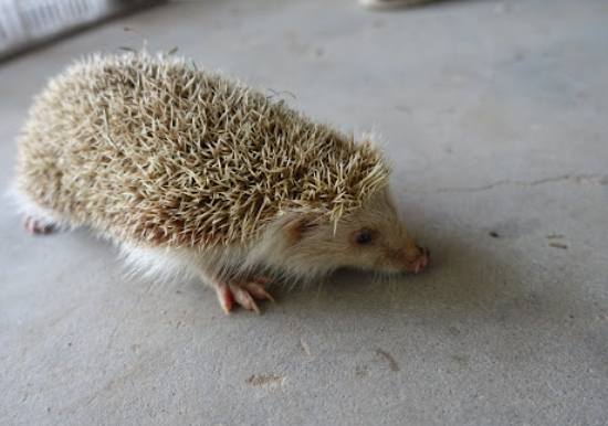 刺蝟認人 刺蝟認人