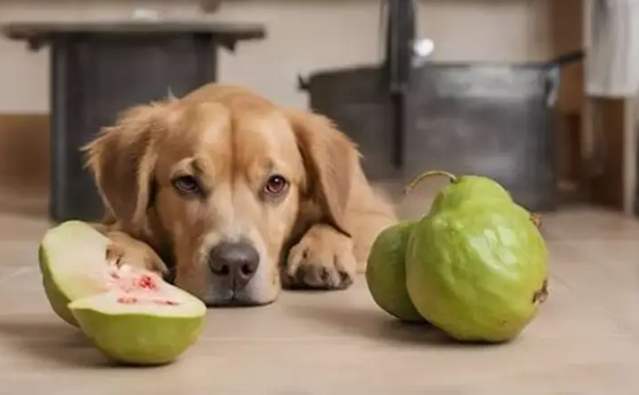 奇异果对狗的好处