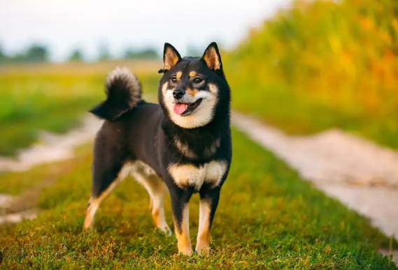 柴犬每月開銷 柴犬每月開銷