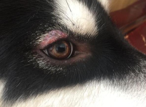 狗狗眼睛紅腫怎麼辦？獸醫教你快速判斷原因與處理方法