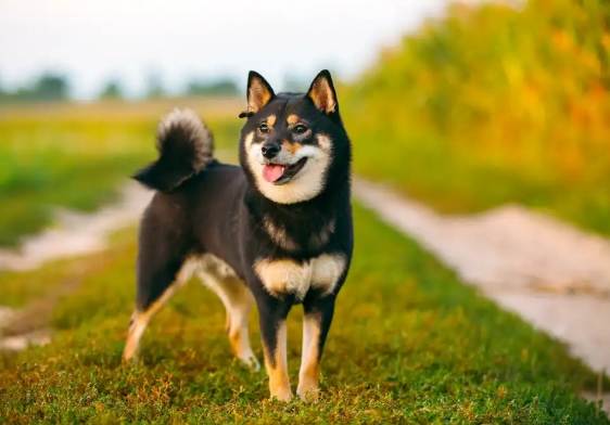 柴犬不喜歡你的表現