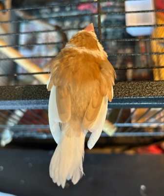 文鳥死前徵兆 文鳥死前徵兆