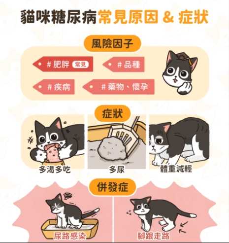 貓咪糖尿病症狀