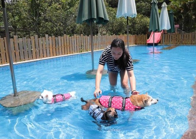 新竹寵物游泳