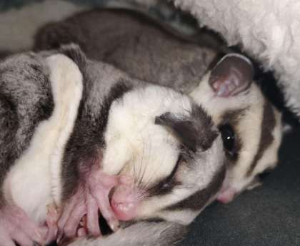 蜜袋鼯行為 蜜袋鼯行為