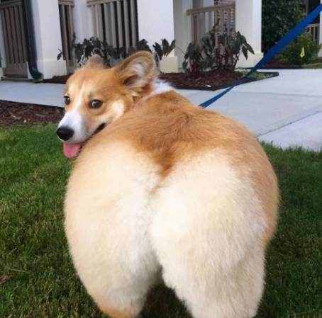 斷尾利弊 斷尾利弊