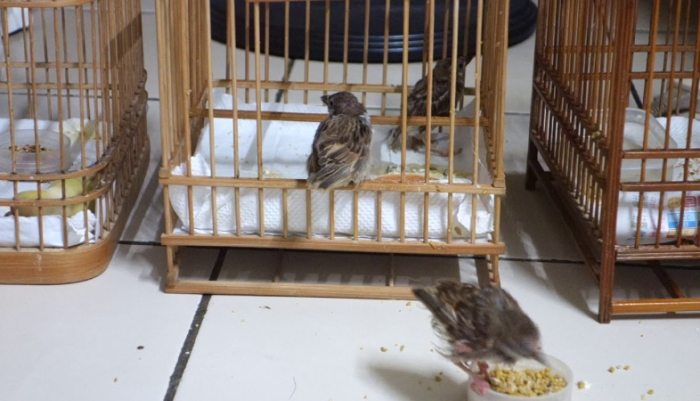 麻雀飼料推薦 麻雀飼料推薦