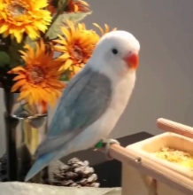 文鳥餵食方法 文鳥餵食方法