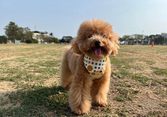 貴賓狗掉毛 貴賓狗掉毛