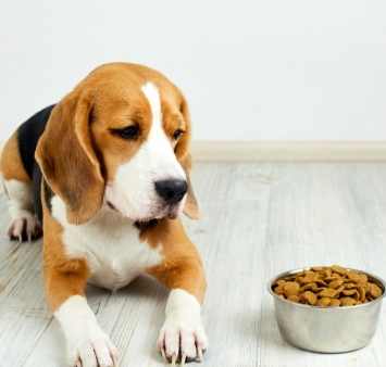 狗心臟病症狀 狗心臟病症狀