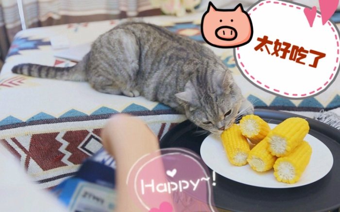 貓咪飲食玉米 貓咪飲食玉米