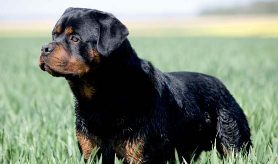 羅威納犬飼養 羅威納犬飼養