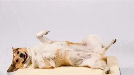 寵物健康驅蟲 寵物健康驅蟲