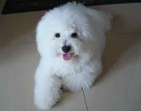 幼犬脹氣治療 幼犬脹氣治療