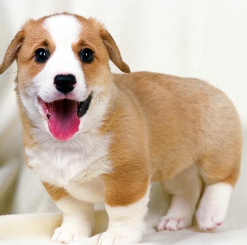 腎衰竭照護指南 腎衰竭照護指南