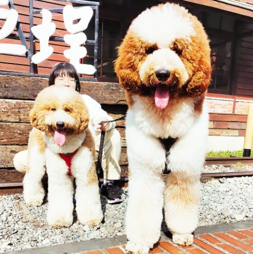 貴婦狗大型品種 貴婦狗大型品種