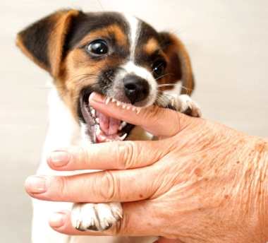 狗咬人法律責任