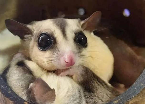 蜜袋鼯飲食 蜜袋鼯飲食