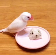 文鳥健康 文鳥健康