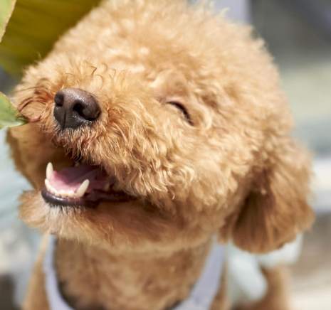 貴賓狗平均壽命