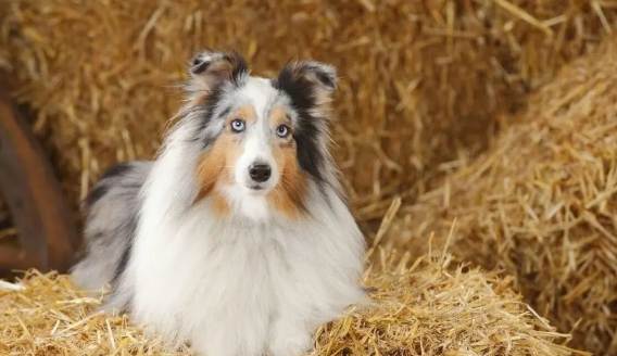 喜樂蒂購買建議 喜樂蒂購買建議