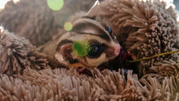 蜜袋鼯應激反應 蜜袋鼯應激反應