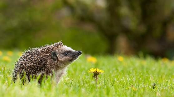 刺蝟睡眠時間 刺蝟睡眠時間