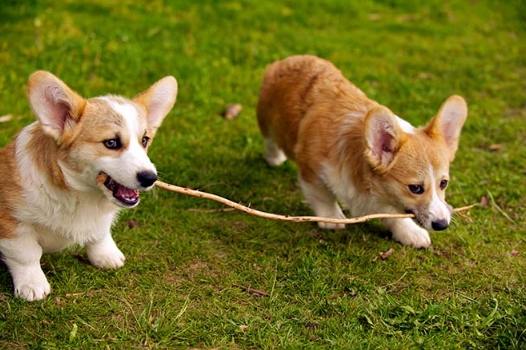 柯基犬購買指南 柯基犬購買指南