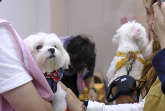 領養小型犬注意事項