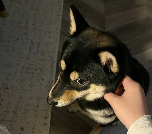 柴犬飼養困難 柴犬飼養困難