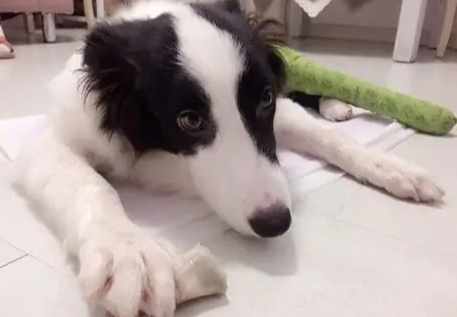 狗狗死後身體柔軟