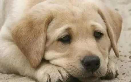 狗嘔吐黃色液體 狗嘔吐黃色液體