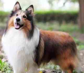 喜樂蒂幼犬飼養 喜樂蒂幼犬飼養