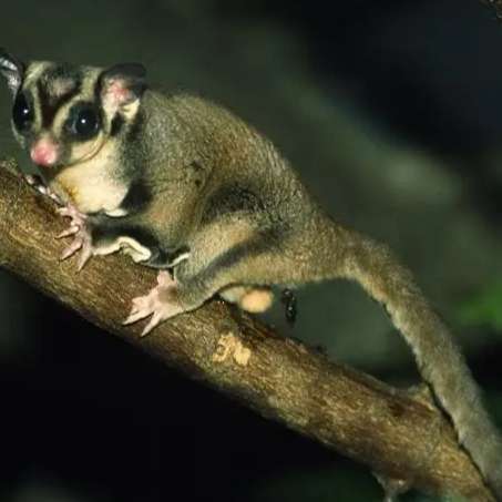 蜜袋鼯放風時間終極指南：安全活動技巧與常見錯誤避免