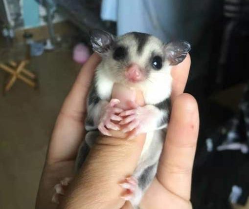 蜜袋鼯咬人流血