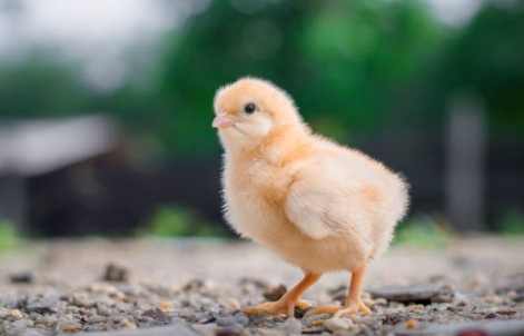 柿子對鳥類的影響 柿子對鳥類的影響