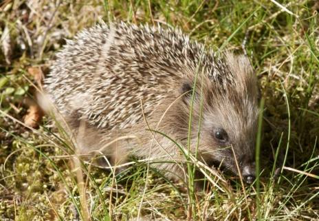 刺蝟健康照護 刺蝟健康照護