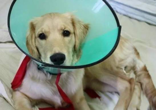 狗狗手術後恢復