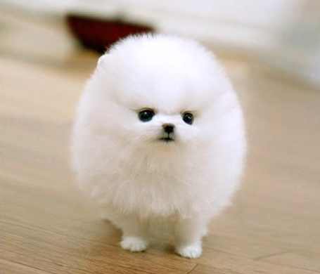 茶杯犬马来西亚价格