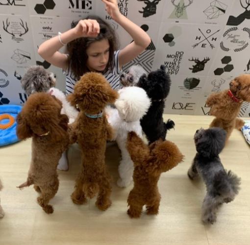 貴婦狗大型品種 貴婦狗大型品種