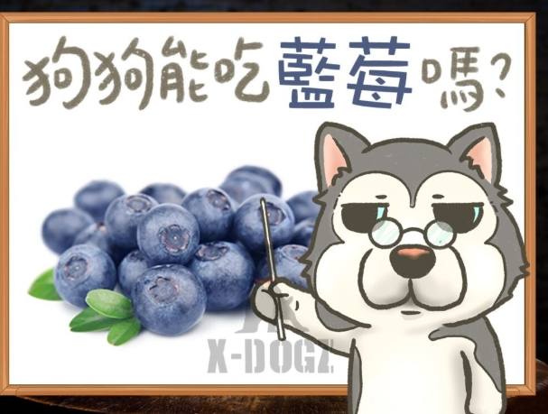 狗吃藍莓