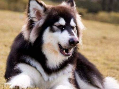 狗能吃杏仁嗎 狗能吃杏仁嗎