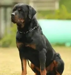 羅威納幼犬購買 羅威納幼犬購買