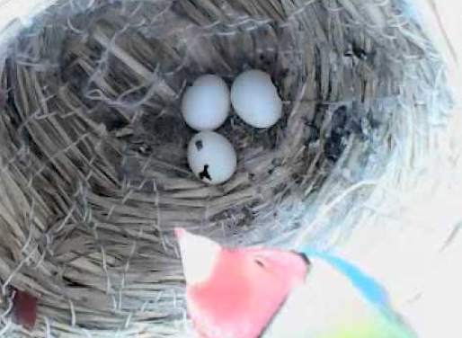 文鳥繁殖前兆 文鳥繁殖前兆