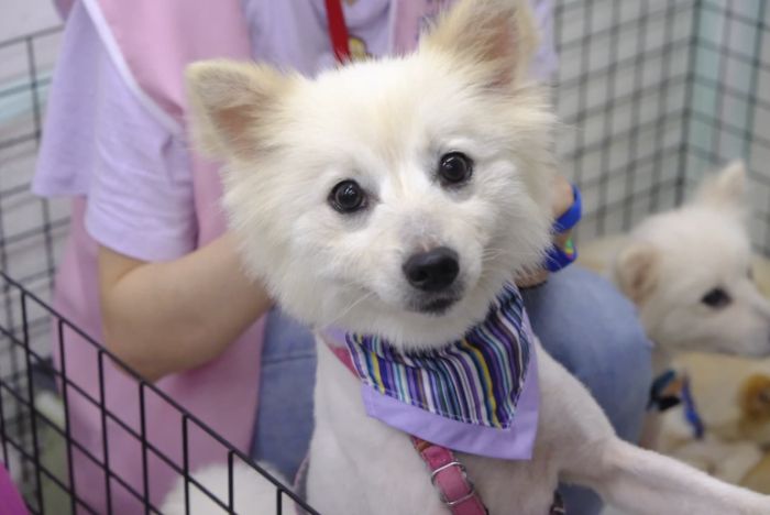 台灣小型犬領養